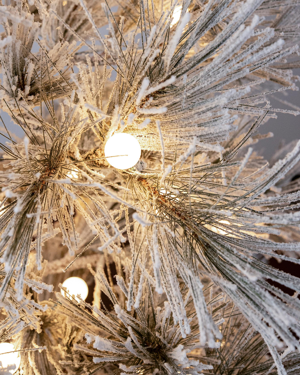 Frosted Ponderosa Pine Christmas Tree